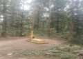 jangal