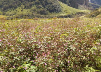 valley-of-flower