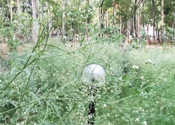 जहरीली घास सांकेतिक